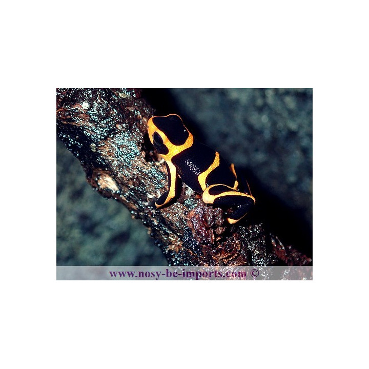 Ranitomeya summersi