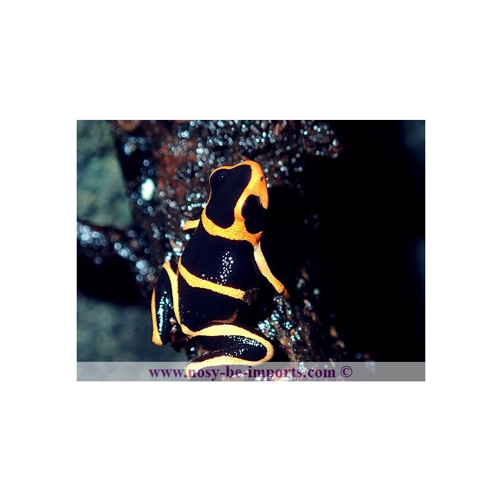Ranitomeya summersi