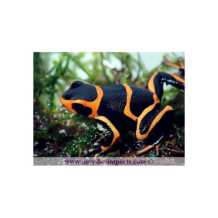 Ranitomeya summersi