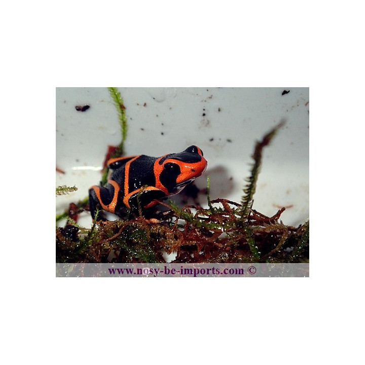 Ranitomeya summersi