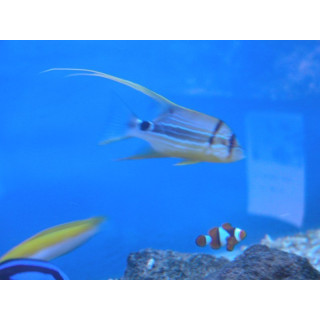 Symphorichthys spirulus