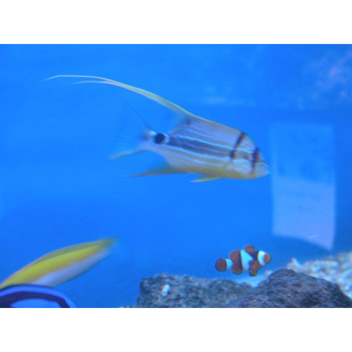Symphorichthys spirulus