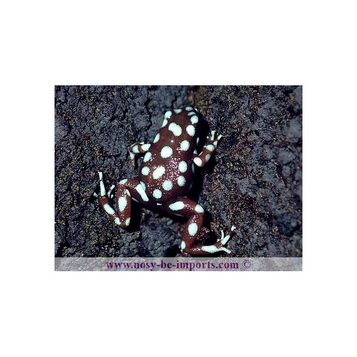 Excidobates mysteriosus