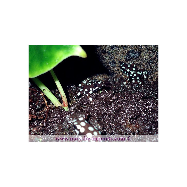 Excidobates mysteriosus