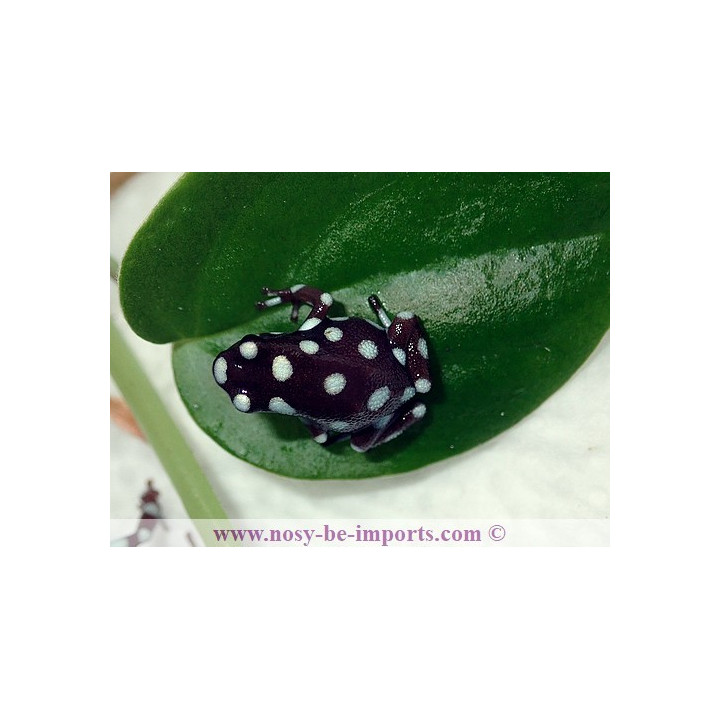 Excidobates mysteriosus