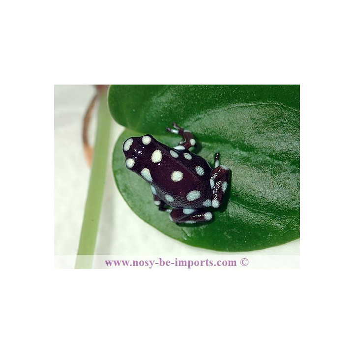 Excidobates mysteriosus