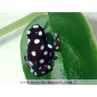 Excidobates mysteriosus