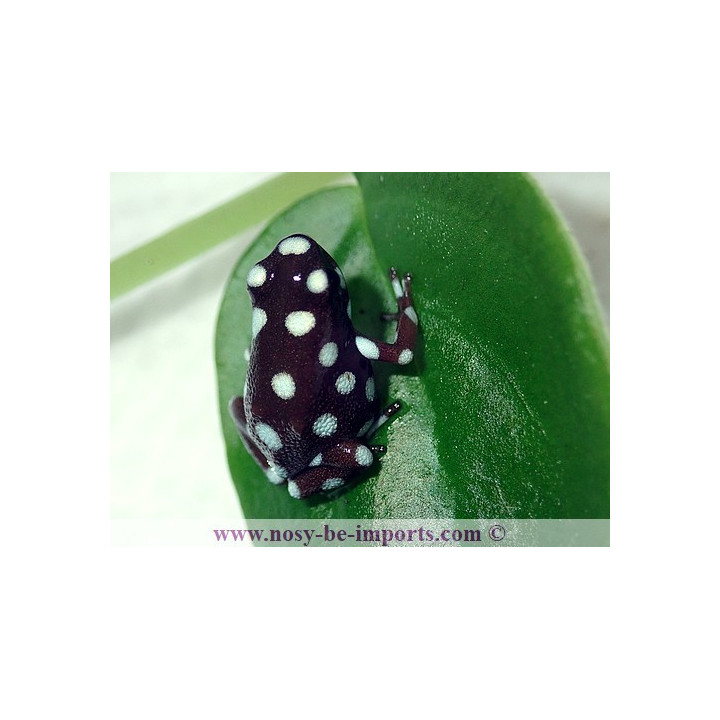 Excidobates mysteriosus