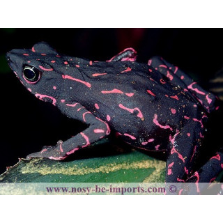 Atelopus spumarius barbotini