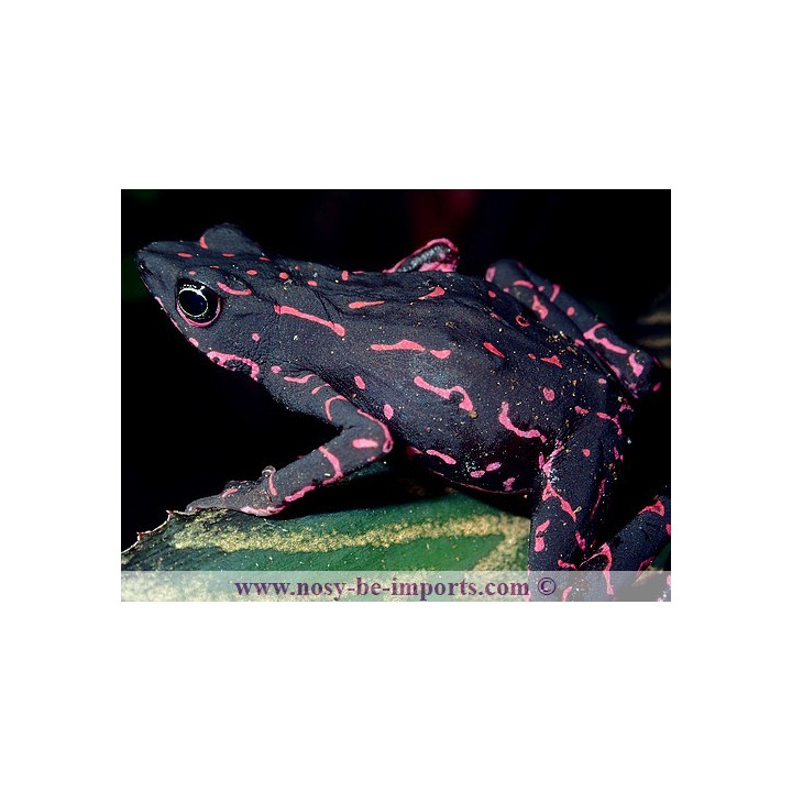 Atelopus spumarius barbotini