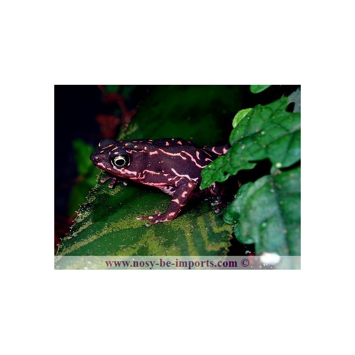 Atelopus spumarius barbotini