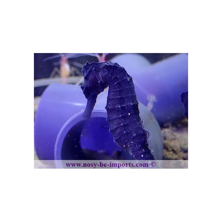 Hippocampus reidi noir