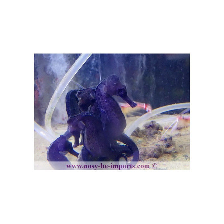 Hippocampus reidi noir