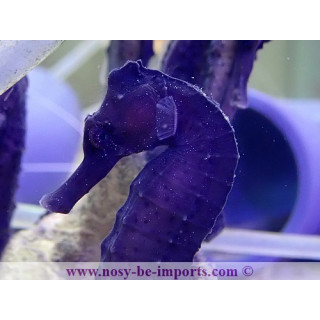 Hippocampus reidi noir