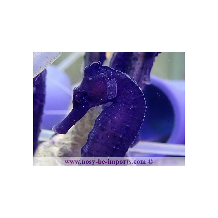 Hippocampus reidi noir
