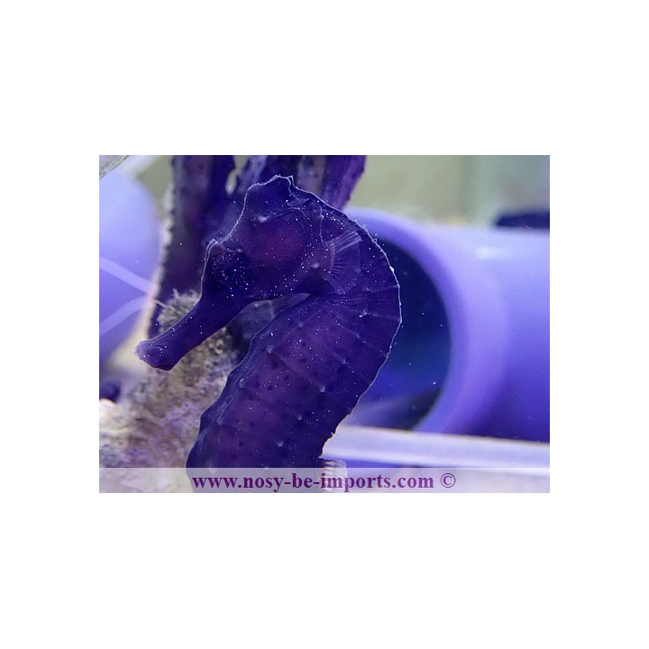 Hippocampus reidi noir