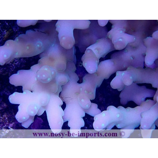 Acropora caroliniana L/XL WYSIWYG