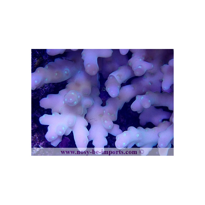 Acropora caroliniana L/XL WYSIWYG