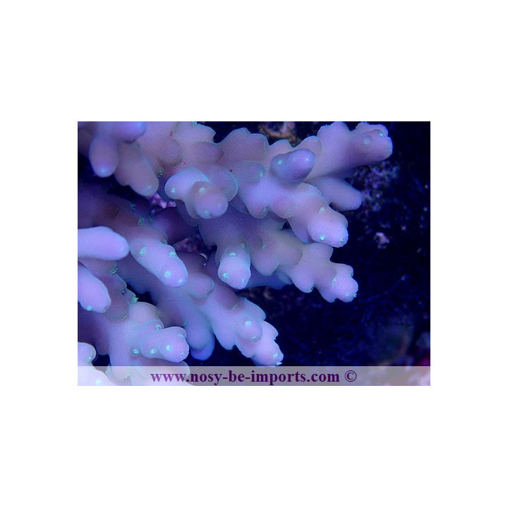 Acropora caroliniana L/XL WYSIWYG