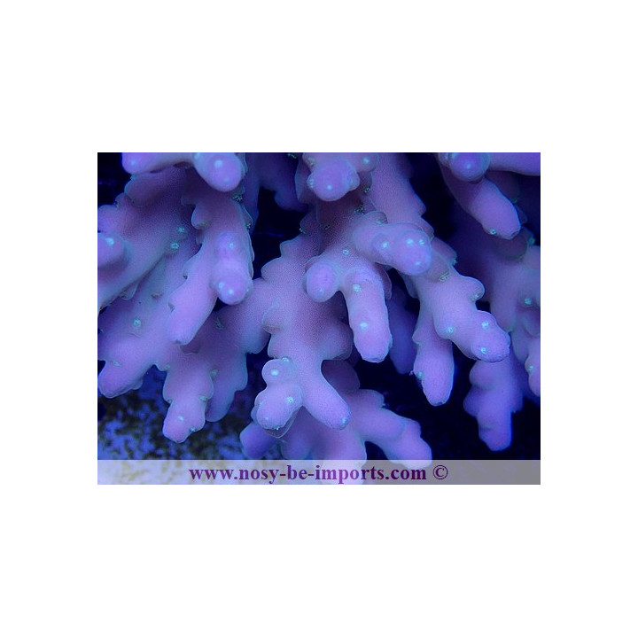 Acropora caroliniana L/XL WYSIWYG