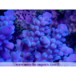 Acropora sp. bleu L WYSIWYG