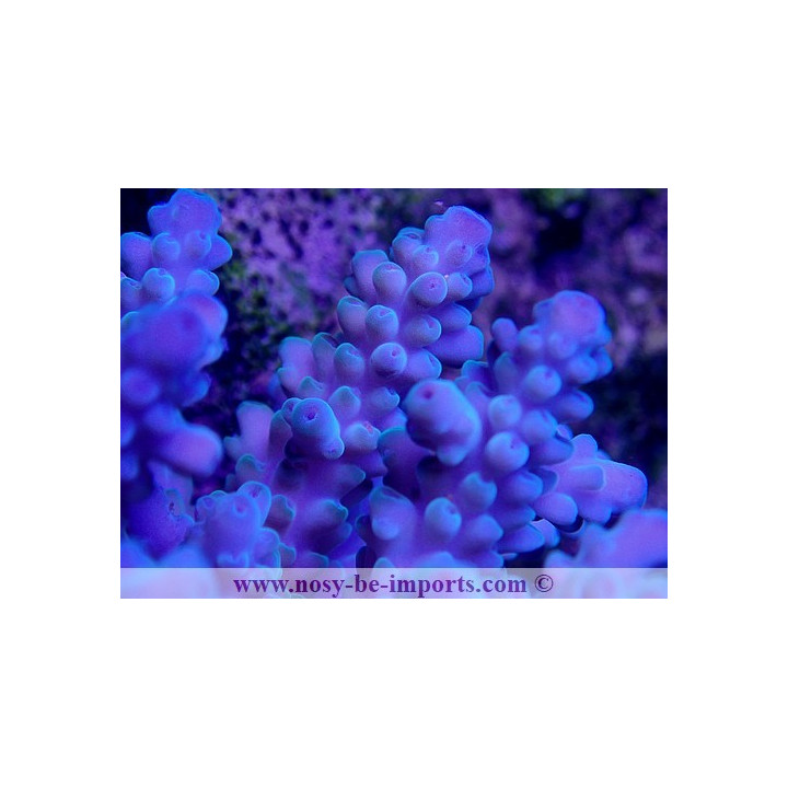 Acropora sp. bleu L WYSIWYG