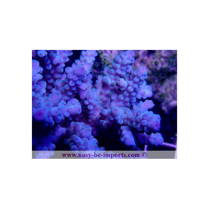 Acropora sp. bleu L WYSIWYG