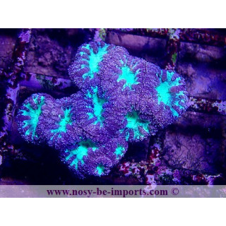 Blastomussa wellsi violet/vert WYSIWYG