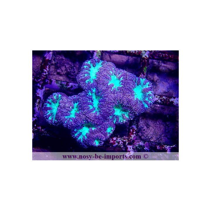 Blastomussa wellsi violet/vert WYSIWYG