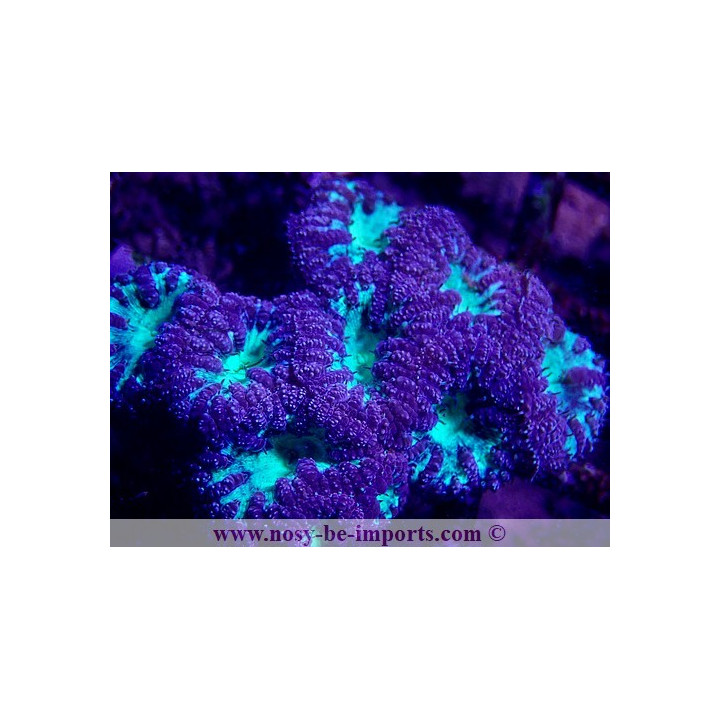 Blastomussa wellsi violet/vert WYSIWYG