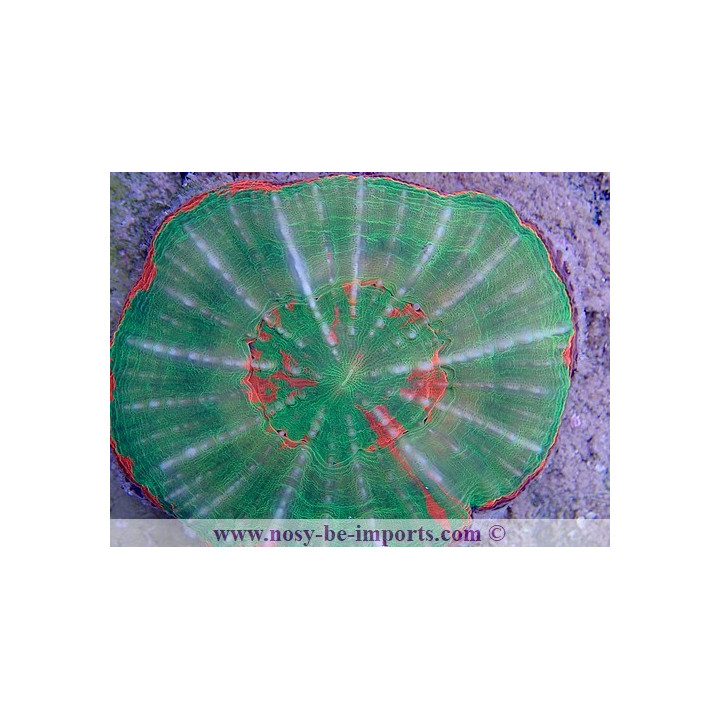 Scolymia australensis WYSIWYG 4