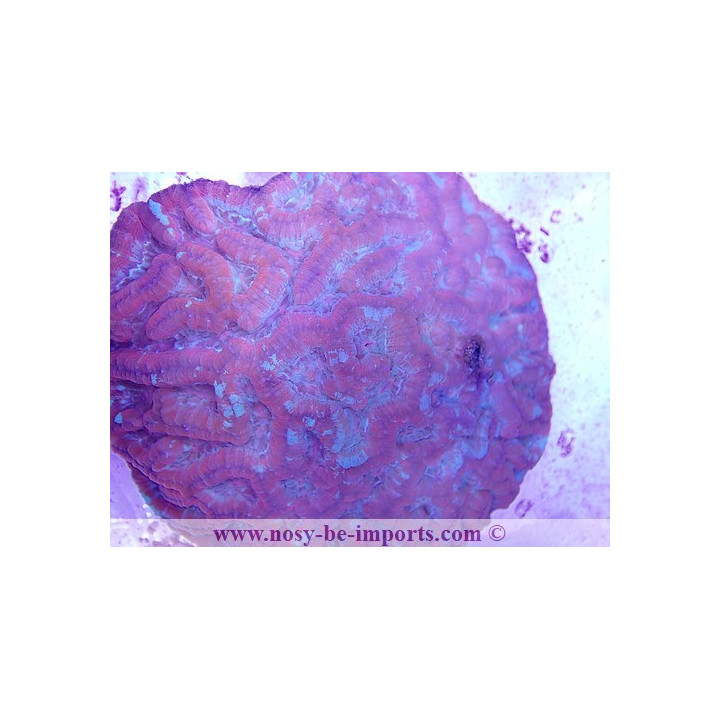 Australophyllia wilsoni L/XL rouge WYSIWYG