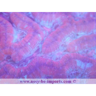Australophyllia wilsoni L/XL rouge WYSIWYG