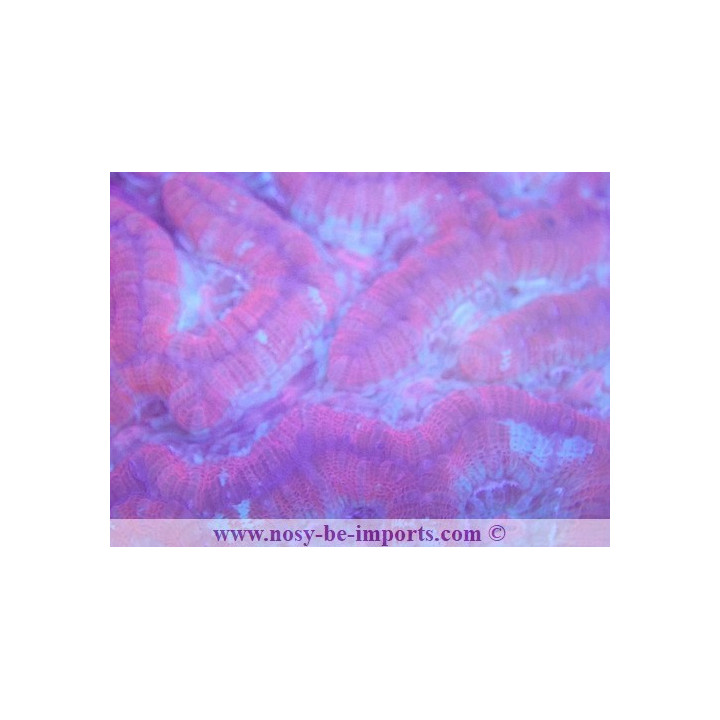 Australophyllia wilsoni L/XL rouge WYSIWYG