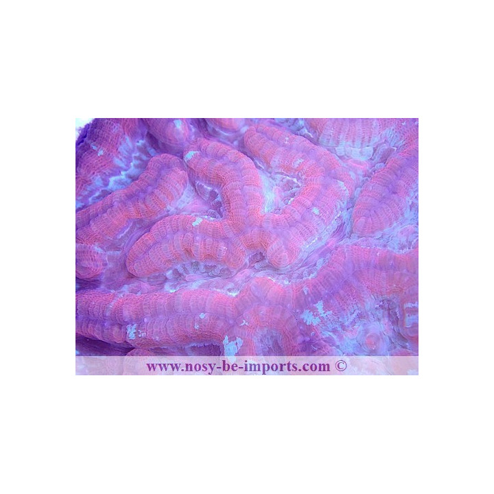 Australophyllia wilsoni L/XL rouge WYSIWYG