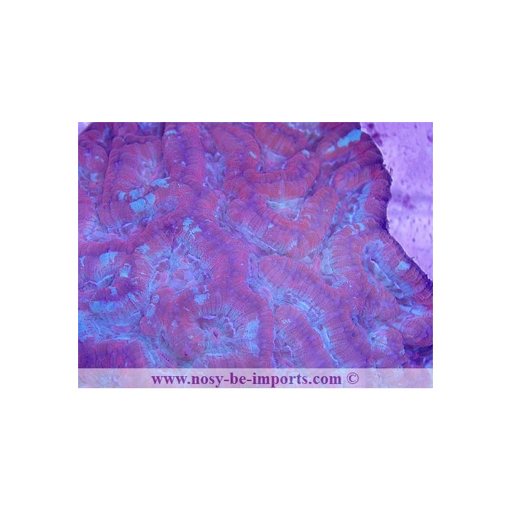 Australophyllia wilsoni L/XL rouge WYSIWYG