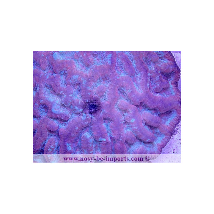 Australophyllia wilsoni L/XL rouge WYSIWYG