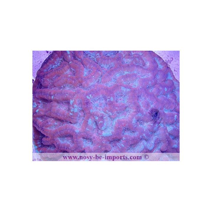 Australophyllia wilsoni L/XL rouge WYSIWYG