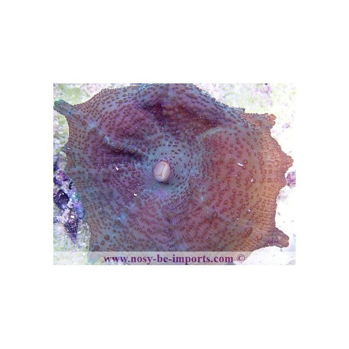 Discosoma carlgreni WYSIWYG