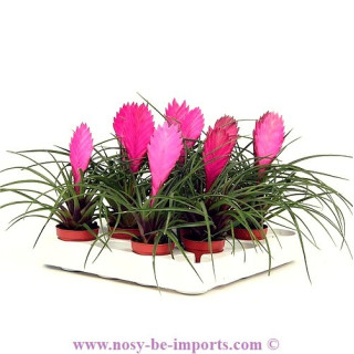 Tillandsia cyanea