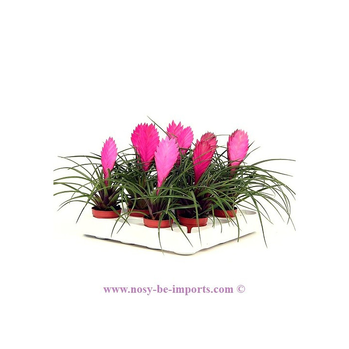 Tillandsia cyanea