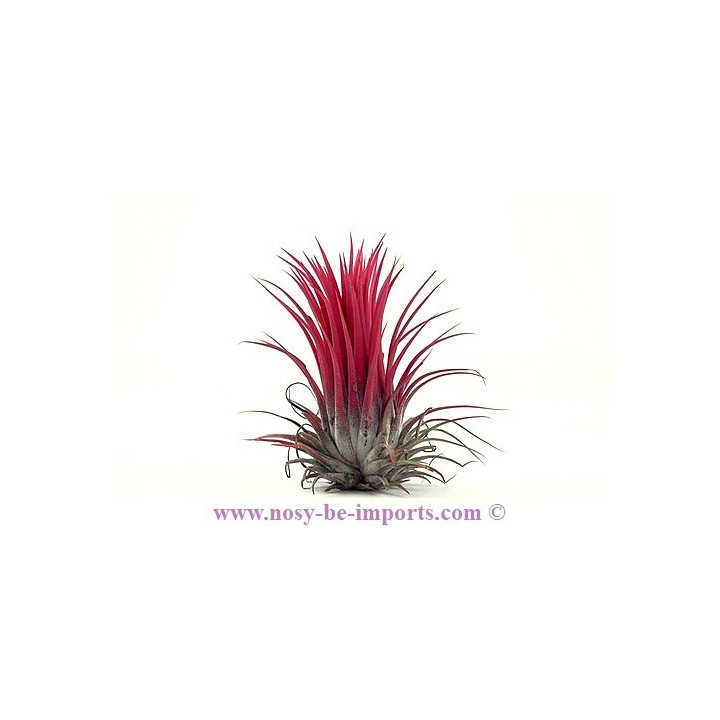 Tillandsia ionantha rubra