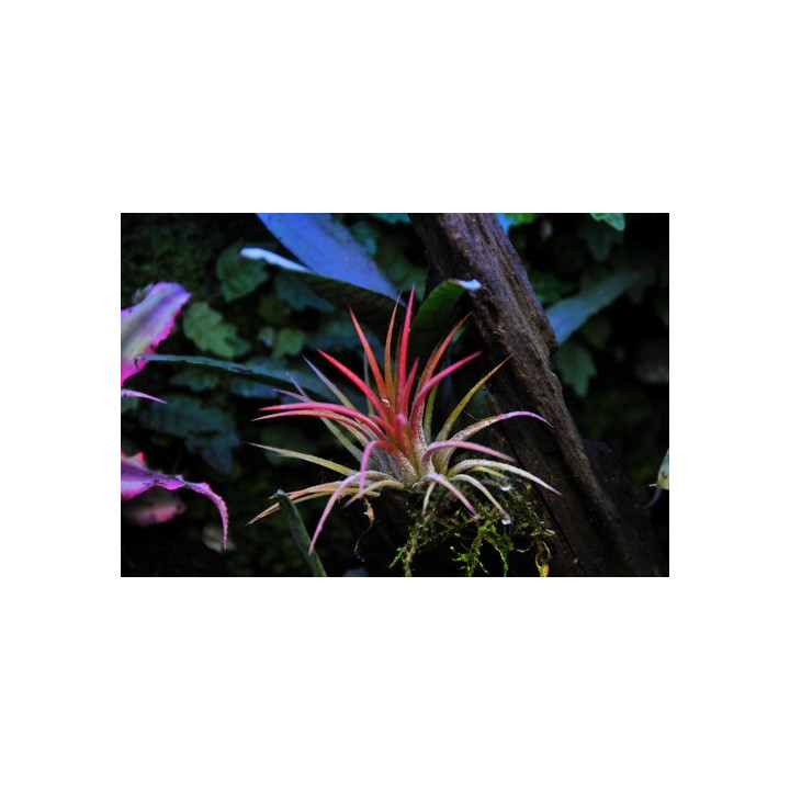 Tillandsia ionantha rubra