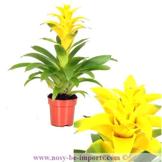 Guzmania diana jaune