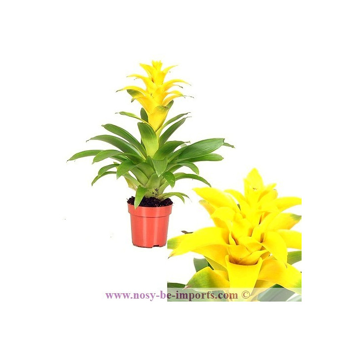 Guzmania diana jaune