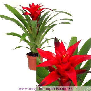 Guzmania blitz rouge