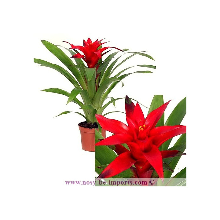 Guzmania blitz rouge