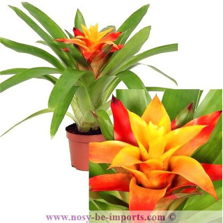 Guzmania flava orange