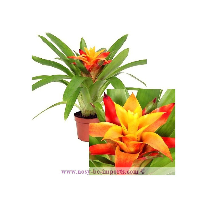 Guzmania flava orange