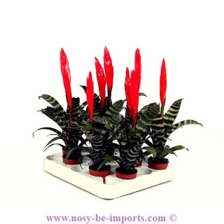 Vriesea era rouge